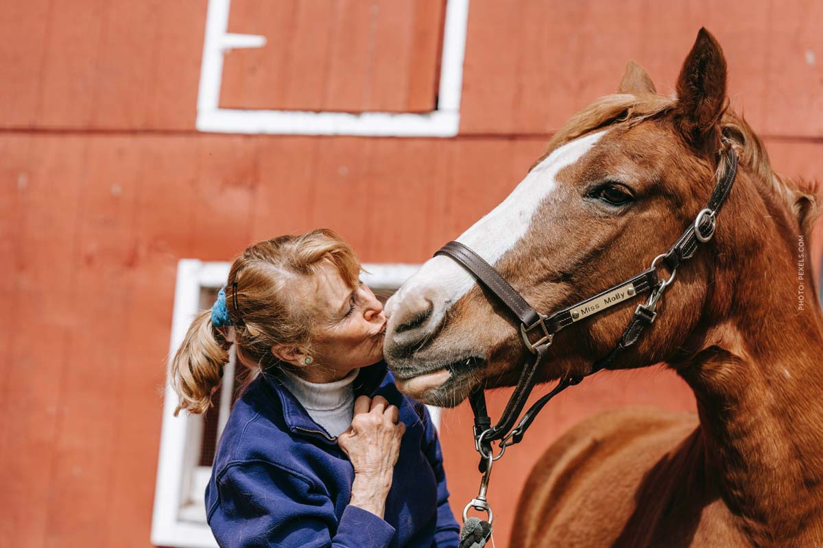 Pferd läuft auf Straße: Verkehrsunfall und Haftung